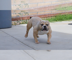 American Bully Puppy for sale in DOWNEY, CA, USA