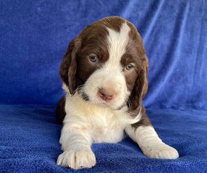 English Springer Spaniel Puppy for sale in GORMAN, CA, USA