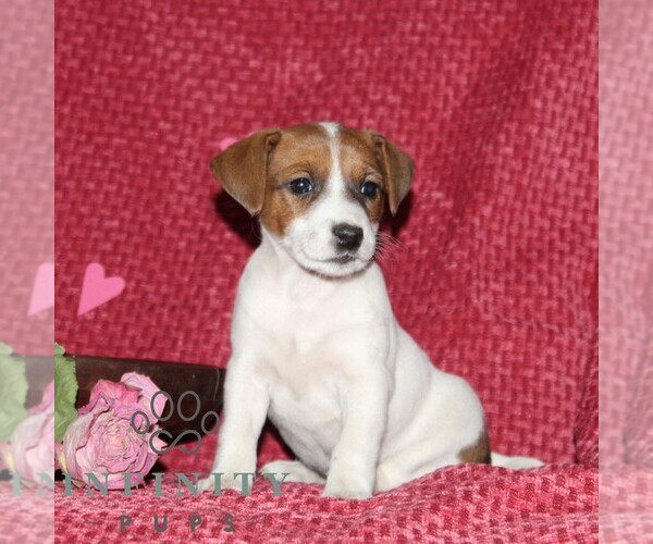 Medium Photo #3 Jack Russell Terrier Puppy For Sale in KIRKWOOD, PA, USA