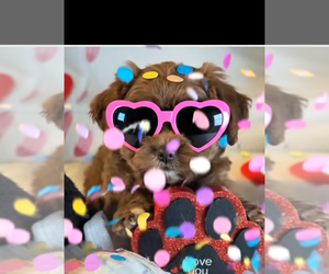 Double Doodle Litter for sale in FAIRFIELD, CA, USA