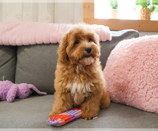 Medium Photo #6 Goldendoodle mix (+ Poodle Miniature) Puppy For Sale in SYRACUSE, IN, USA