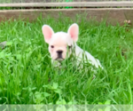 Small Photo #14 French Bulldog Puppy For Sale in MEDFORD, OR, USA