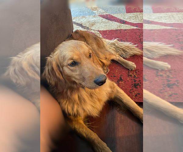 Medium Photo #1 Golden Retriever Puppy For Sale in UKIAH, CA, USA