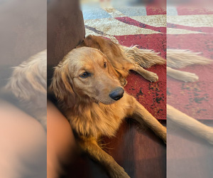 Mother of the Golden Retriever puppies born on 09/25/2025