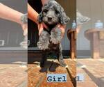 Puppy 10 Greater Swiss Mountain Dog-Poodle (Standard) Mix
