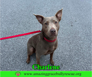 Charlene (Char) - Female Labrador Retriever-Unknown Mix Dog for Adoption - Photo #4