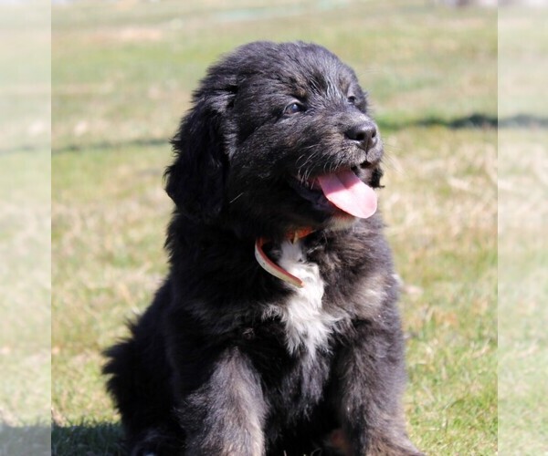 Medium Photo #10 Golden Mountain Dog Puppy For Sale in CLAYTON, WA, USA