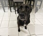 Small Photo #1 Labrador Retriever-Unknown Mix Puppy For Sale in Miami, FL, USA