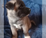 Small Photo #8 Akita Puppy For Sale in LIVINGSTON, MT, USA