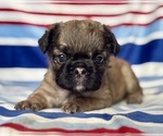 Image preview for Ad Listing. Nickname: Bently