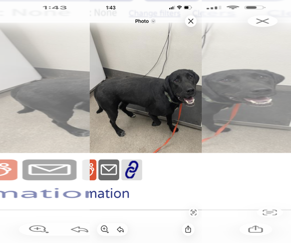Medium Photo #4 Labrador Retriever-Unknown Mix Puppy For Sale in San Diego, CA, USA