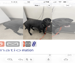 Small #3 Labrador Retriever Mix