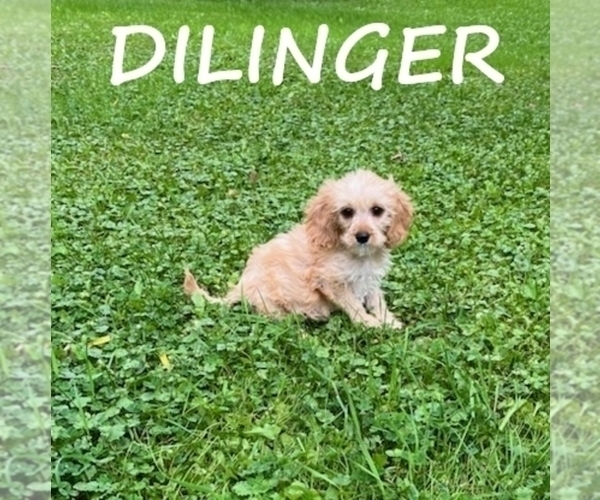 Medium Photo #1 Cavapoo Puppy For Sale in HARTLAND, MN, USA