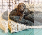 Small Photo #3 Cock-A-Poo-Labradoodle Mix Puppy For Sale in MILWAUKEE, WI, USA