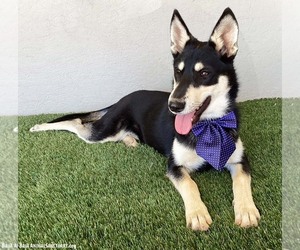 Foxy - Female Miniature Pinscher-Siberian Husky Mix Dog for Adoption - Photo #6