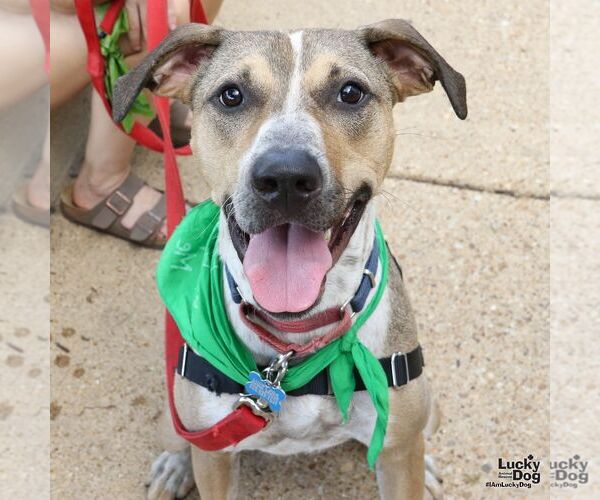 Medium Photo #9 Mutt Puppy For Sale in Washington, DC, USA