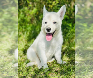 German Shepherd Dog Puppy for sale in CARDINGTON, OH, USA