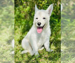 Image preview for Ad Listing. Nickname: Scout
