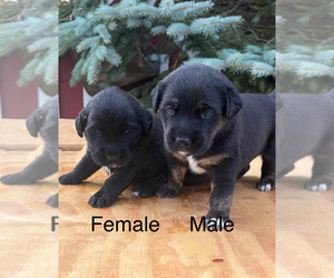 Golden Labrador-Unknown Mix Puppy for sale in BUFFALO, MN, USA