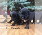 Small Golden Labrador Mix