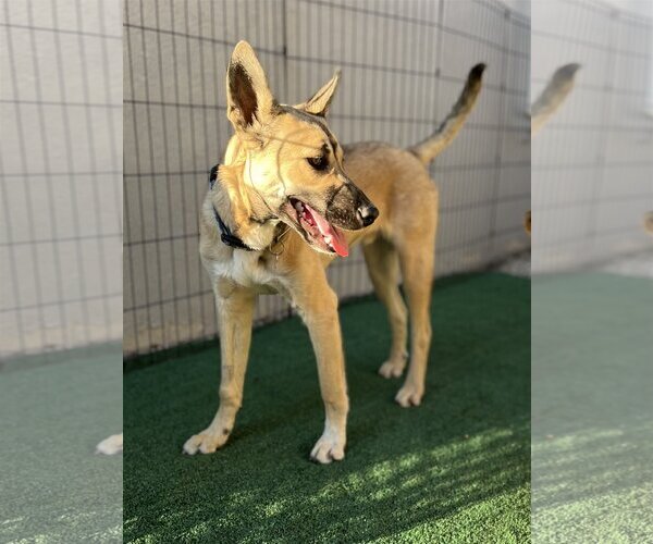 Medium Photo #6 Australian Kelpie-Unknown Mix Puppy For Sale in Dana Point, CA, USA