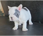 Small #3 French Bulldog