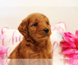 Goldendoodle Puppy for sale in BRIGHTON, MO, USA