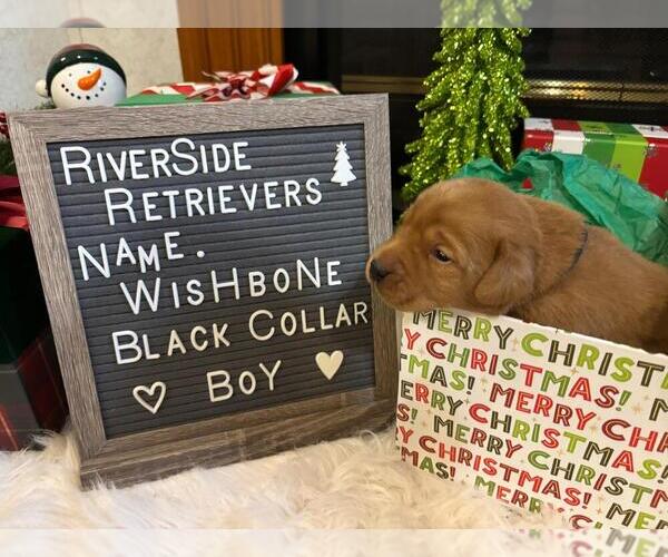 Medium Photo #8 Labrador Retriever Puppy For Sale in MOUNT AIRY, NC, USA