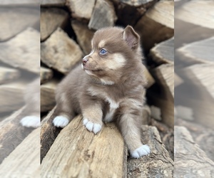 Alaskan Klee Kai-Pomsky Mix Puppy for sale in STAPLES, MN, USA