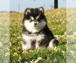Pomsky Puppy for sale in FRYTOWN, IA, USA