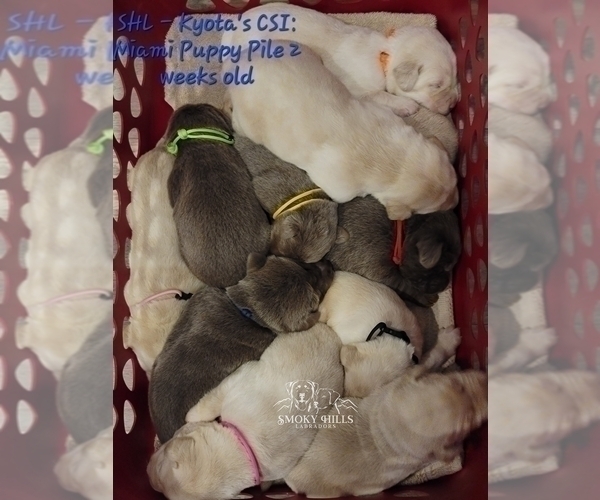 Medium Photo #28 Labrador Retriever Puppy For Sale in POCAHONTAS, IL, USA