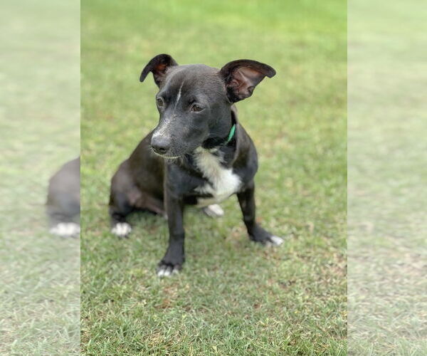 Medium Photo #7 Dachshund-Unknown Mix Puppy For Sale in PIPE CREEK, TX, USA