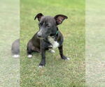 Small #6 Dachshund Mix
