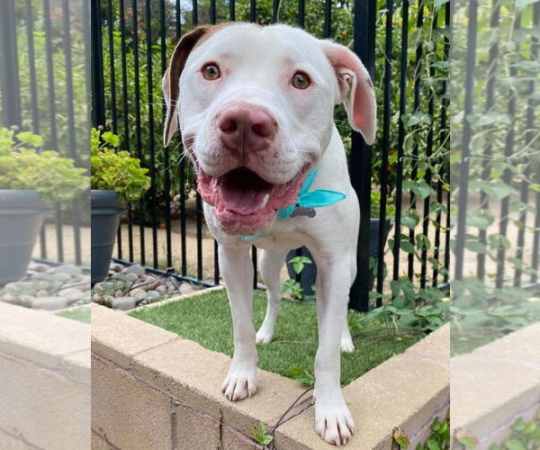 Medium Photo #4 American Pit Bull Terrier-Unknown Mix Puppy For Sale in Redlands, CA, USA