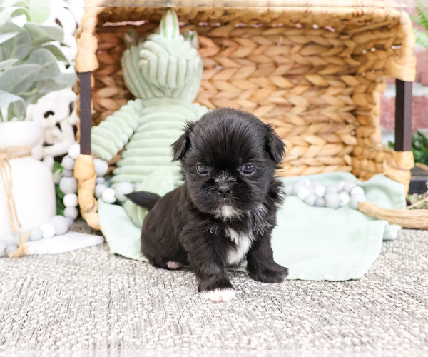 Medium Photo #7 Shih Tzu Puppy For Sale in SYRACUSE, IN, USA