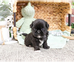 Small #6 Shih Tzu