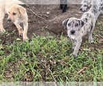 Puppy Fawn Merle girl Great Dane