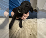 Small #3 Great Dane-Poodle (Standard) Mix