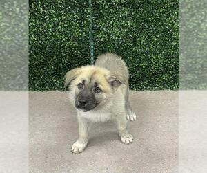 Anatolian Shepherd-Unknown Mix Dogs for adoption in Grasswood, Saskatchewan, Canada