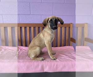 Mutt Dogs for adoption in Genesee, WI, USA