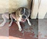 Small American Staffordshire Terrier Mix
