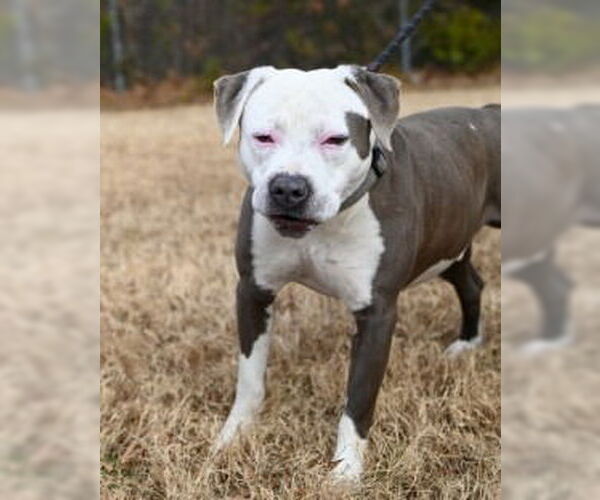 Medium Photo #3 Mutt Puppy For Sale in Glen Allen, VA, USA