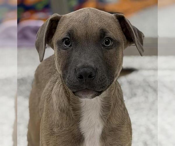 Medium Photo #2 American Staffordshire Terrier-Weimaraner Mix Puppy For Sale in Canfield, OH, USA