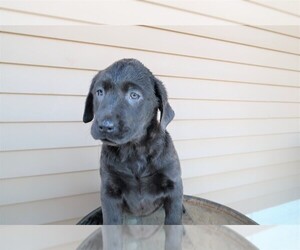 Labrador Retriever Puppy for sale in BLOOMINGTON, IN, USA