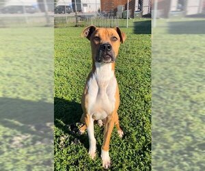Staffordshire Bull Terrier-Unknown Mix Dogs for adoption in Rosenberg, TX, USA