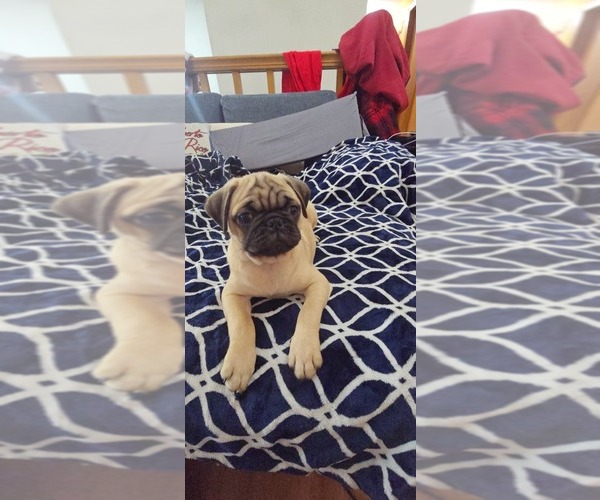 Medium Photo #5 Pug Puppy For Sale in NEW IPSWICH, NH, USA