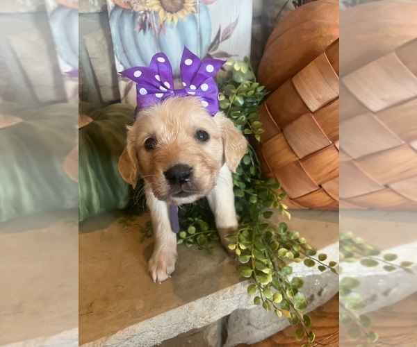 Medium Photo #4 English Cream Golden Retriever Puppy For Sale in RICHLAND, MO, USA