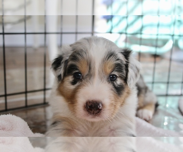 Medium Photo #2 Australian Shepherd Puppy For Sale in CAPE CORAL, FL, USA