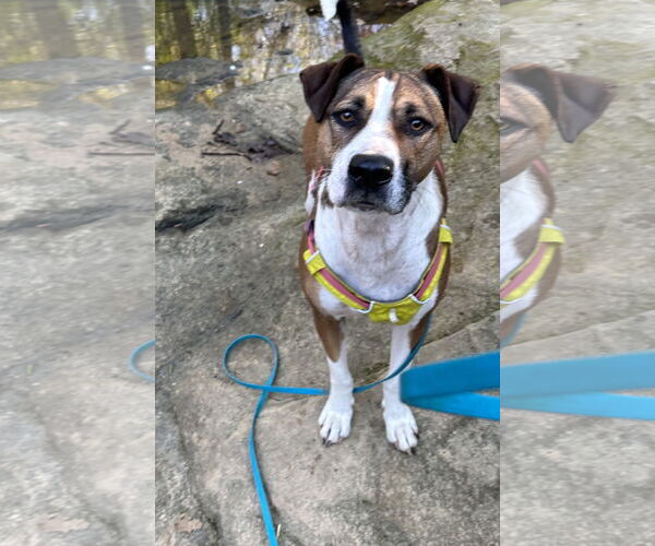 Medium Photo #5 Mutt Puppy For Sale in Cary, NC, USA