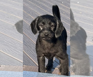 Labrador Retriever-Poodle (Toy) Mix Puppy for sale in SPRINGDALE, AR, USA